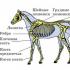 Строение и болезни конечностей лошадей