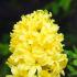 Hyacinth - the flower of the sun god Apollo