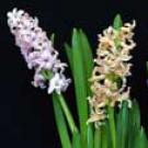 Хаврын цэцэг hyacinths тухай Apollo Myths бүтээсэн цэцэг