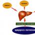 Hepatoprotective drugs