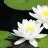 ロータス-東の神聖な花