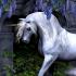 Unicorn in mythology - do unicorns exist in our time?