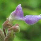 Plectranthus flower omens