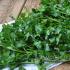 Methods for preparing parsley and keeping it fresh for the winter. Can parsley be stored in the freezer?