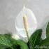 What is a blooming spathiphyllum?