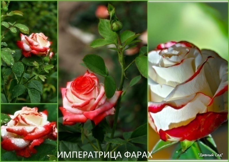 Сорта роз для урала в открытом грунте с фото и названиями
