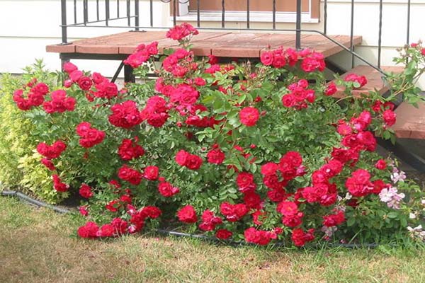 Soins De La Rose Canadienne Alexander Mccain Sans