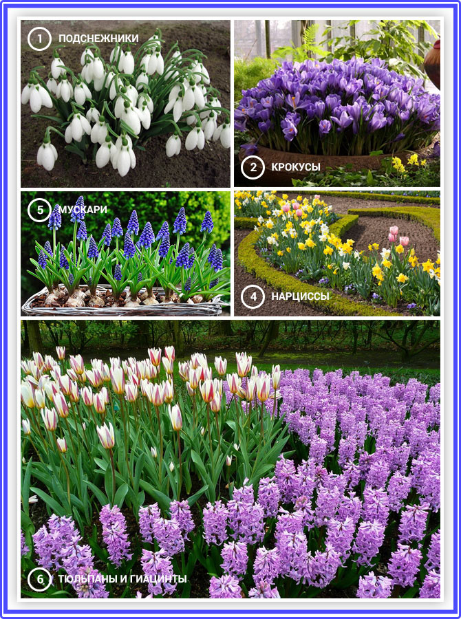 Луковичные цветы с названиями и фото для сада многолетние фото